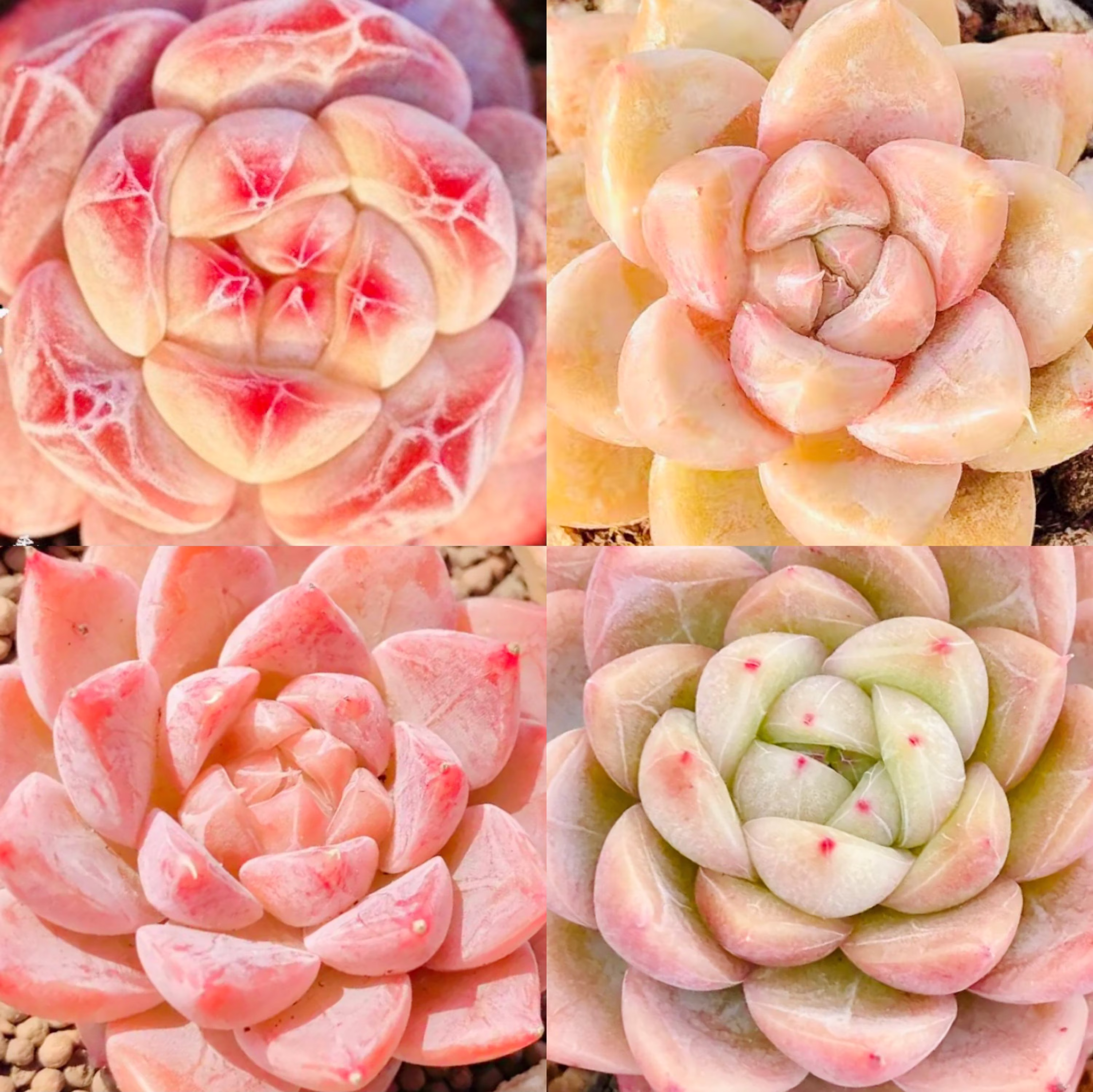 10 Seeds Mix Echeveria Sp Collection With Amazing Farina Lines /Farina Patterns Extremely Rare Recommended Succulent Meaty Plants
