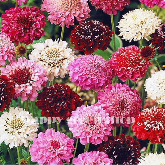 Sweet Sabious - Pincushion Giant Mix 200 Seeds Scabiosa Atropurpurea