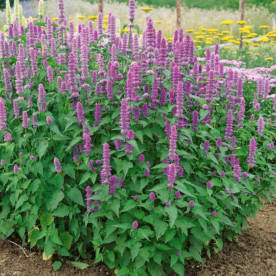Usa Seller Korean Mint 100 Seeds | Mentha