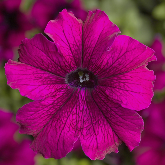 Petunia Seeds Tritunia Burgundy 250 Thru 1, 000 Pelleted