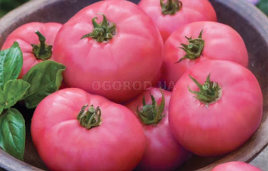 Tomato Seeds Pink Volgogradsky About 20