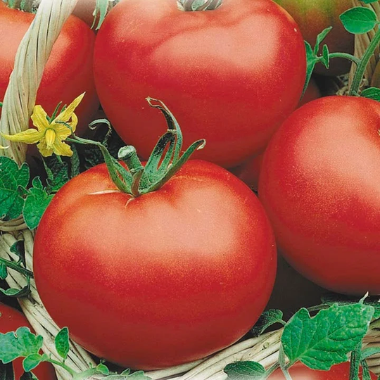 Seeds Tomato Siberian Fast-Ripening Early Juicy Tasty Vegetable Seeds From Ukraine