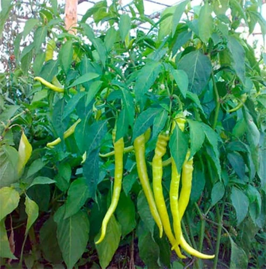 Organic Hot Pepper" Chorbadzhiyski