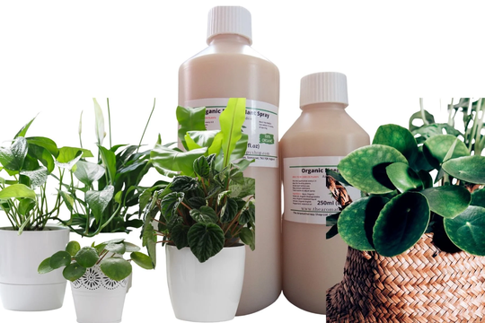 Organic Plant Spray Refills/Smells So Much Better Than Neem Oil Spray