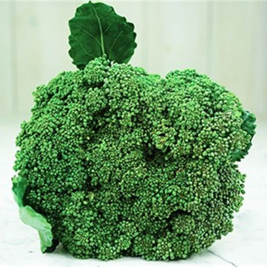 Broccoli Waltham 29 Seeds Heirloom Non Gmo For Planting | 203696