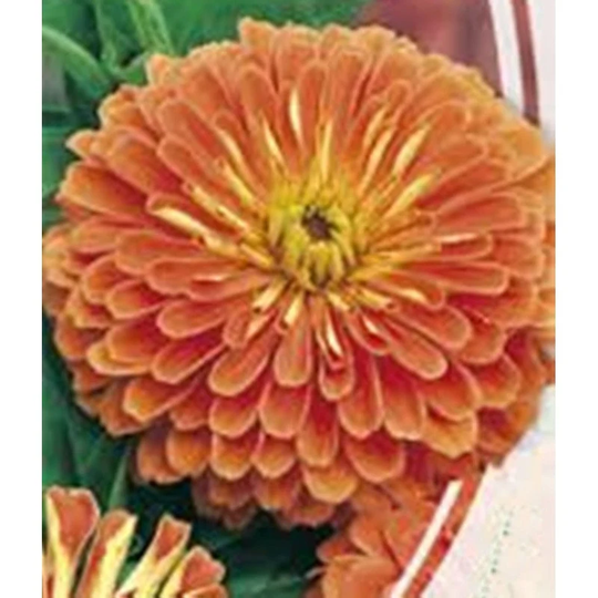 Zinnia Eldorado Seeds Annual Flowering Non Gmo For Planting | 201860