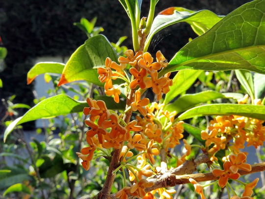 Osmanthus Fragrans Seeds - Sweet Tea Olive Fragrant Olea Tcm Herb Gui Hua Medicinal Flowering Evergreen Shrub Planting