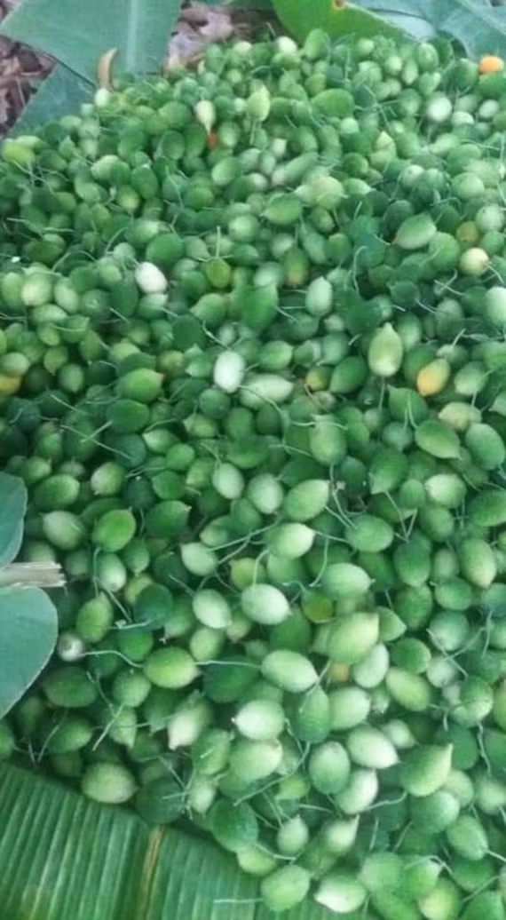 10-100 Spiny Gourd Seeds. Kantola Baby Bitter. From Sri Lanka