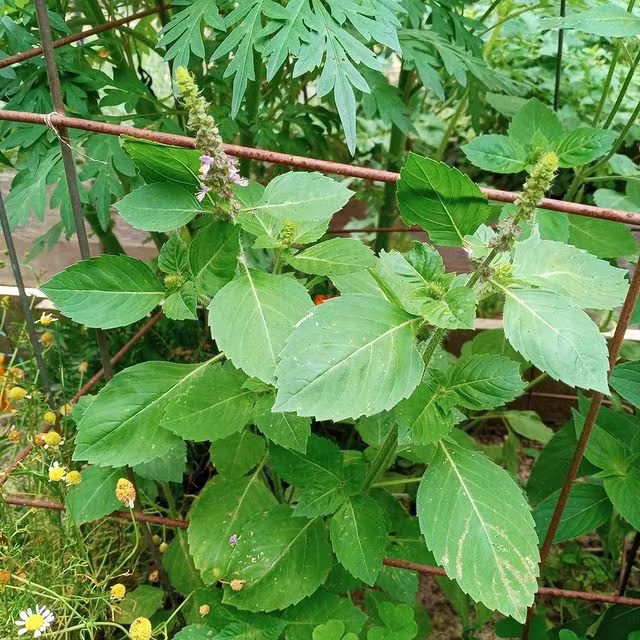 Holy Basil
