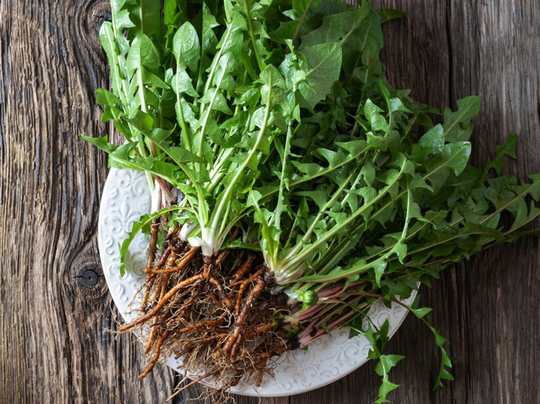 10 X Organic Wild Dandelion Taraxacum Officinals Bare Rooted Roots Plug Plants Surrey North Downs