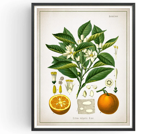 Orange - Botanical Print Vintage Aromatherapy Art Medicinal Plant Botany Decor Kitchen Unframed