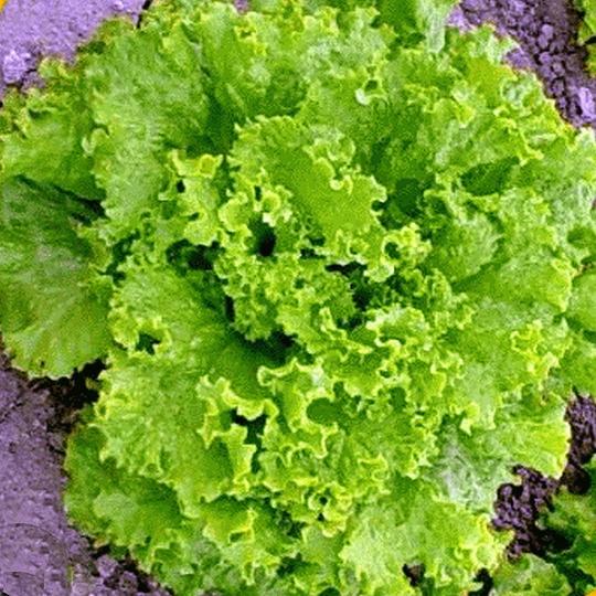 Grand Rapids Leaf Lettuce Seeds/200+ Heirloom Garden Gourmet Fast Growing Heat Tolerant Open Pollinated Gardening Non-Gmo