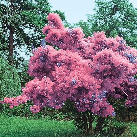 Smoke Tree | Cotinus Coggygria - 50 Seeds