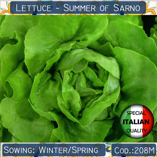 300+ Lettuce D'estate Di Sarno Seeds, Summer Of Italian Vegetable Non Gmo #208M