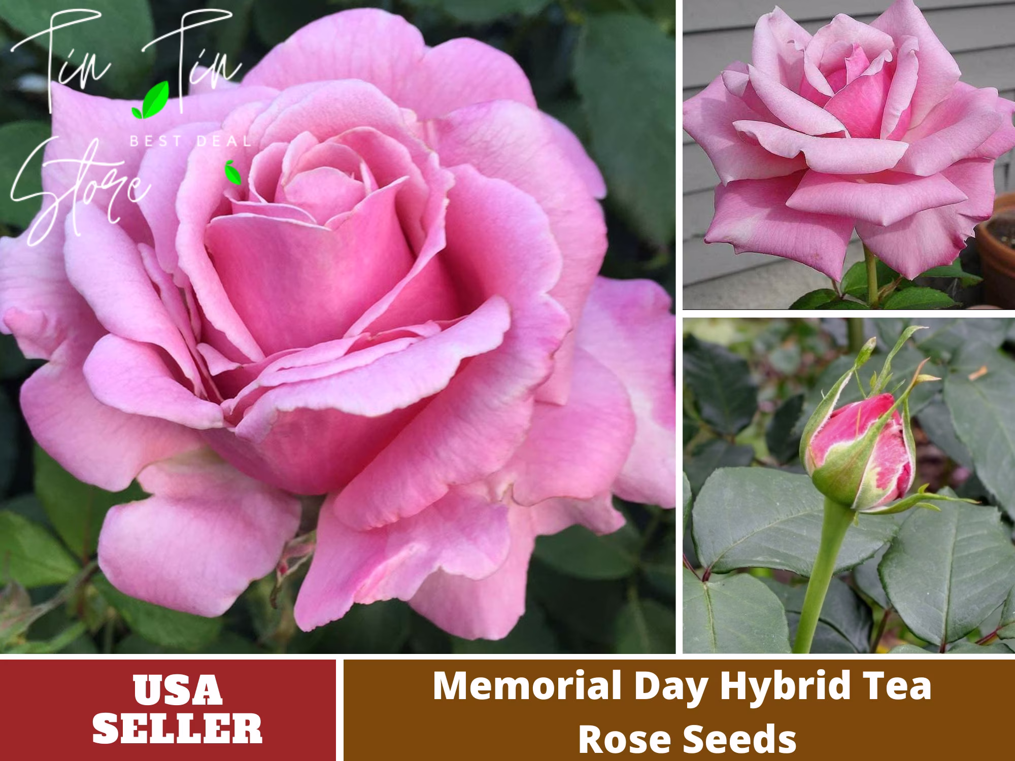 30 Seeds| Memorial Day Rose | Pink Hybrid Tea Rose Seeds-Perennial -Authentic Seeds - -Organic. Non Gmo-Mix Seeds For Plant-B3G1 #1403