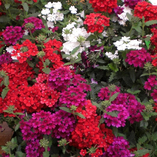 Verbena Ideal Florist Mixed Seed X 35 Seeds