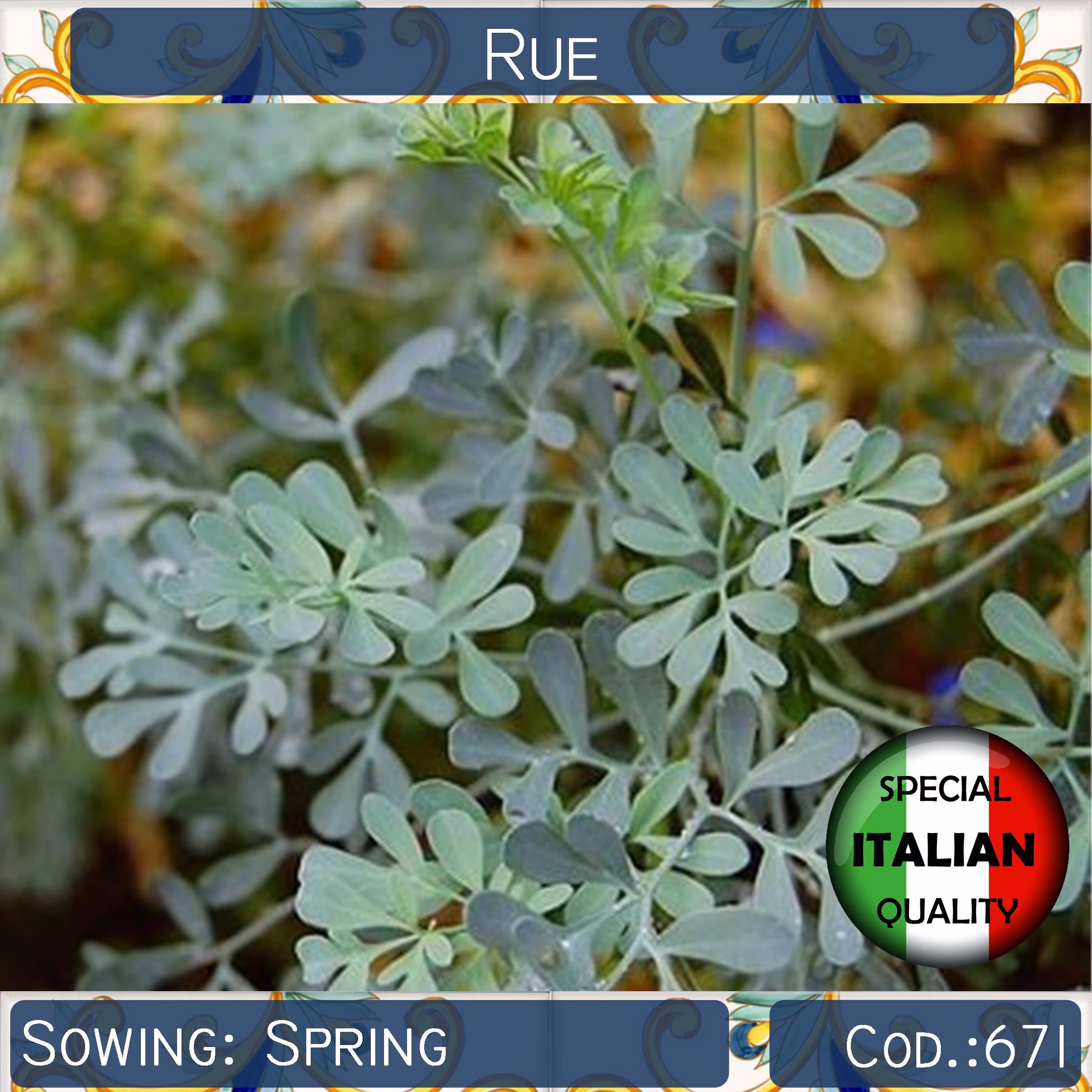 150+ Rue Seeds, Ruta Graveolens Italian Herb Aromatic Rare Non Gmo, #671