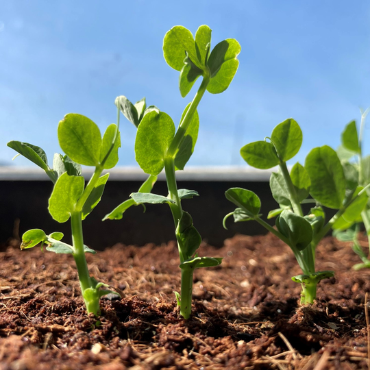 Three Month Sprout Subscription - Seasonal Vegetables