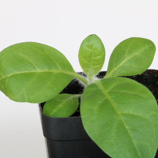 Nicotiana Rustica - Seeds