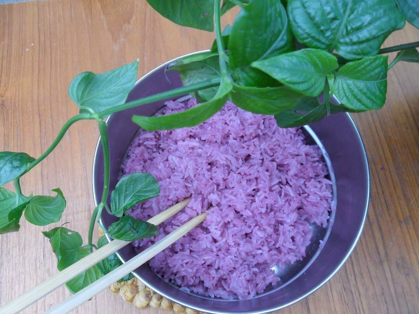 Magenta Leaf Plant Lá Cẩm - 1 Plants Feet Tall Ship in 3