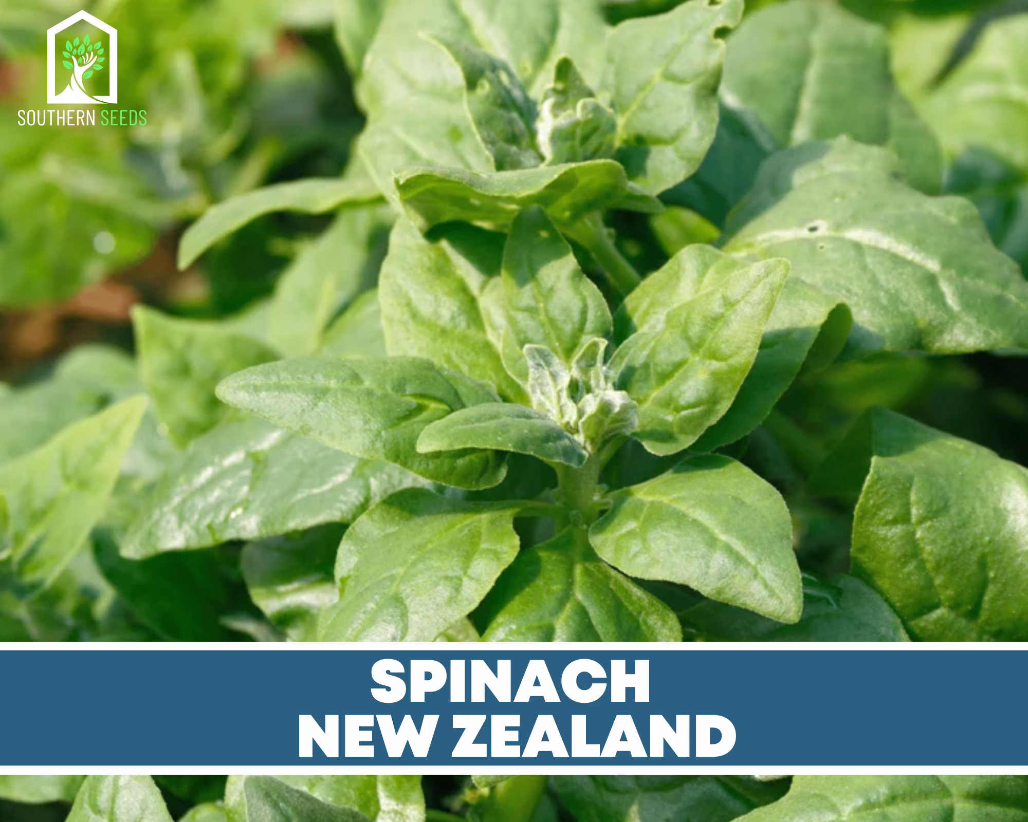Spinach, New Zealand - Heirloom Seeds Warm Weather Crop Easy To Grow Gmo Free | Tetragonia Tetragonoides