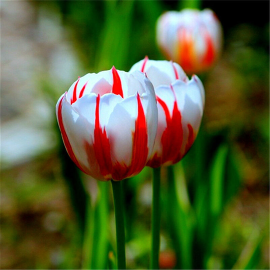 10Pcs Bag Beautiful and Colorful Perfume Tulip Flower Seeds High-Grade Rainbow Flower Bonsai Seeds Home Garden Plant-red and white