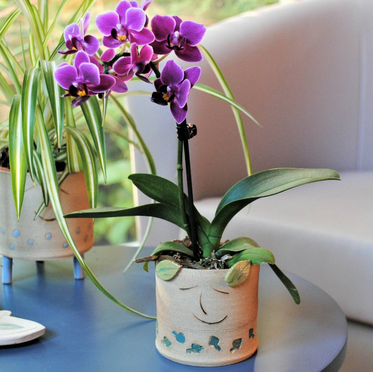 Personalised Smiley Face Plant Pot With Leaves