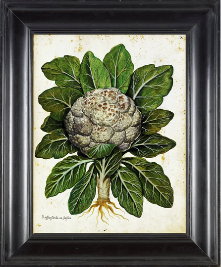 Italian Vegetable Print Garden Aldrovandi Wallart 6 Botanical Antique Beautiful Cauliflower Plant Home Decoration Kitchen Dining Room