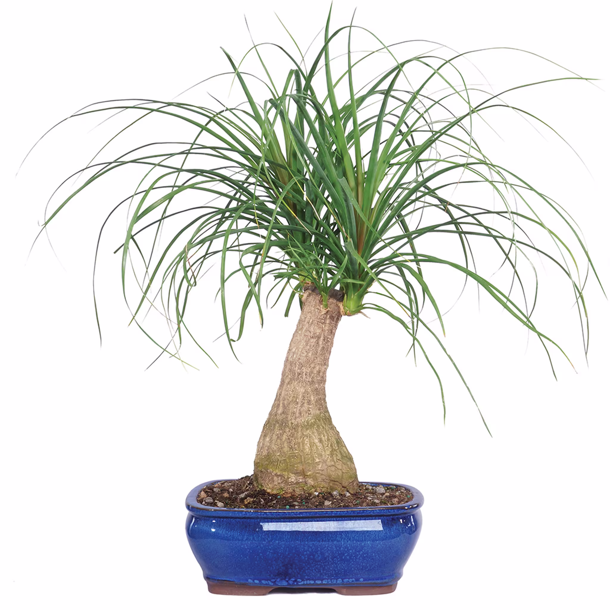 Ponytail Palm - 5 Seeds Gmo Free