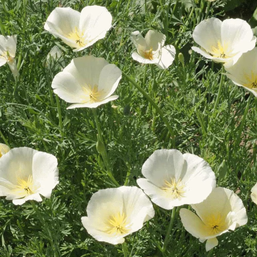 Poppy California White Linen Heirloom Flower Seed 50