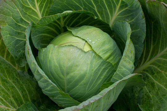 Rare Original Vegetable Seeds Cabbage "Moscow Late