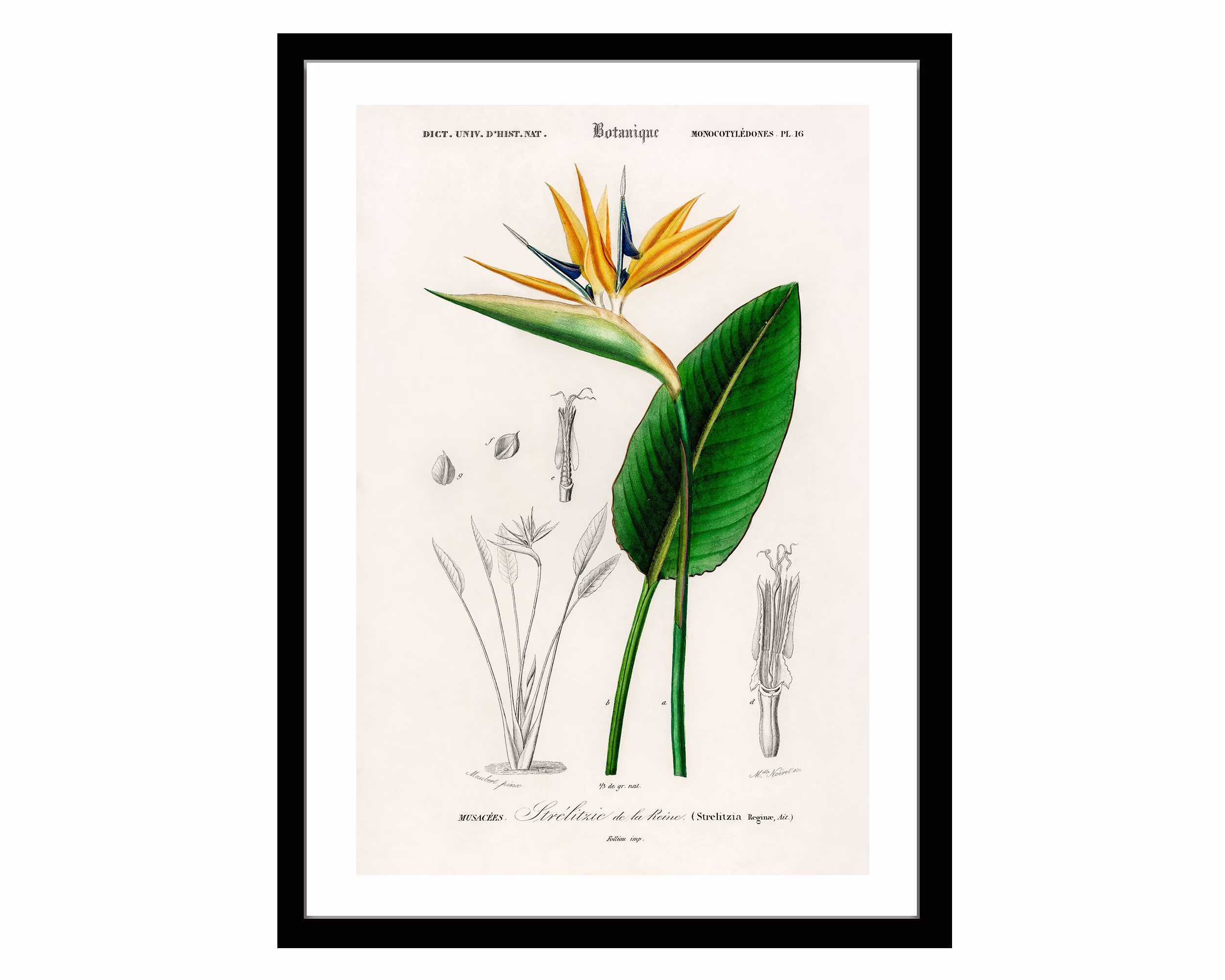 Bird Of Paradise Vintage Botanical Poster Print Retro Herbs Plants & Trees Illustration Kitchen Art Decor. Giclee Set