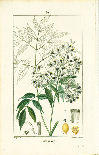 1814 Melia Azedarach Indian Lilac Tree Antique Prints Botanical Wall Art To Frame