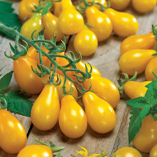 Yellow Pear Tomato Seeds 20+ Ships Free