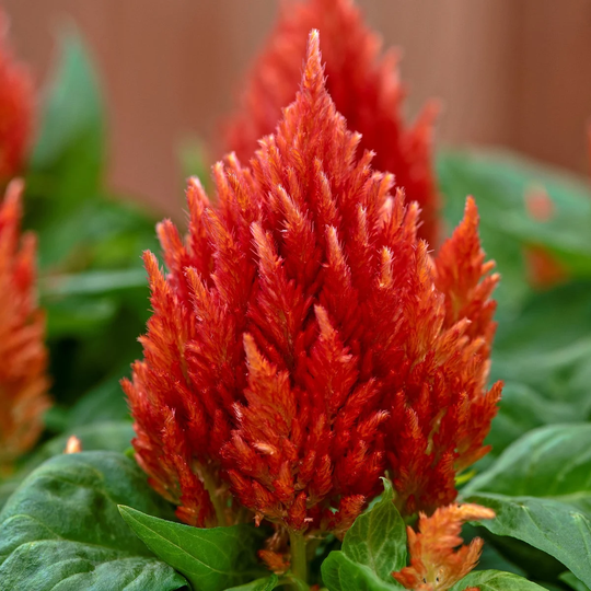 Celosia Seeds Kimono Orange 50 Thru 1, 000 Bulk