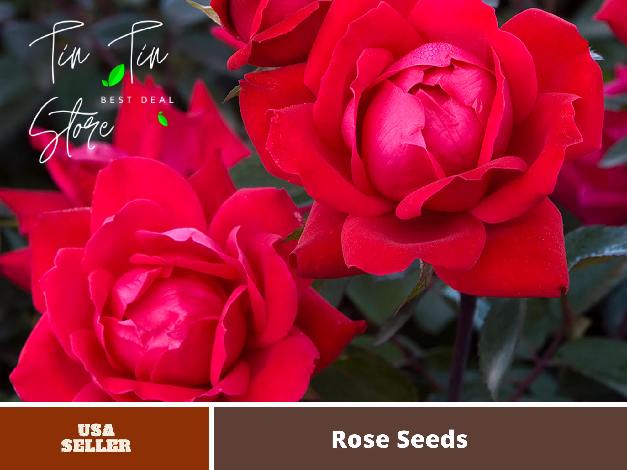 30 Seeds| Cherry Red Double Knockout Rose Seeds -Perennial -Authentic Seeds-Flowers -Organic. Non Gmo -Vegetable Seed-B3G1#1408