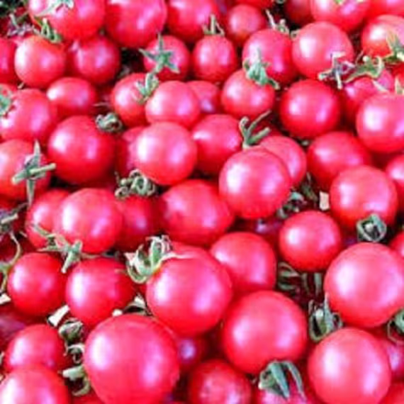 Seeds Tomato Shalun Pink Mid-Ripe Organic Heirloom Vegetables Seeds From Ukraine