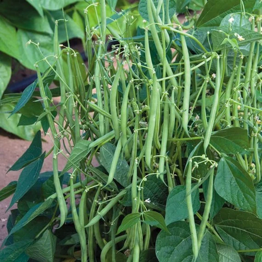 Provider Bean Seeds - Open-Pollinated For Seed Saving Non-Hybrid & Non-Gmo Canada Heirloom Vegetable