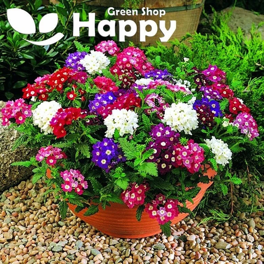 Verbena Mammoth Mix - 200 Seeds Verbena Hybrida Large Flowered, Long Stemmed
