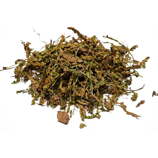 Rustyback/Fern Ceterach Officinarum 100% Organic Wicca Witchcraft Herbs