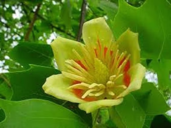 12 X Tulip Tree | Liriodendron Tulipifera Seeds