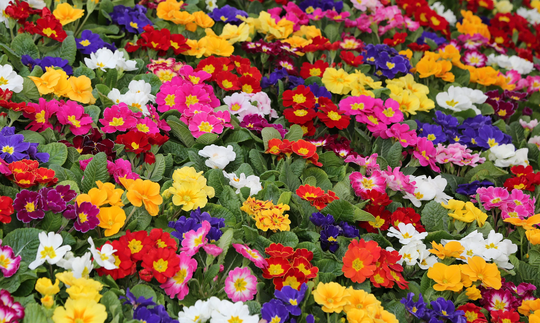 Primrose Mixed Bundle 9cm Pot X 9