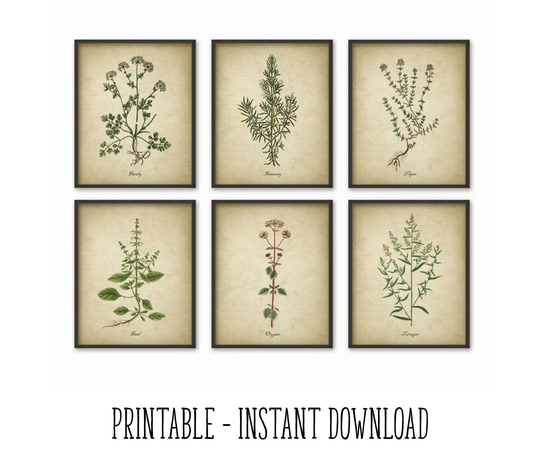 Printable Kitchen Herbs Wall Art Print Set Of 6, Vintage Botanical Herb Prints, Rustic Farm Decor Illustrations Instant Download