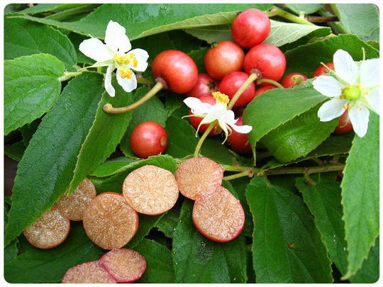 Muntingia Calabura 50 Seeds Jamaican Cherry Rare Tropical Sweet Fruit