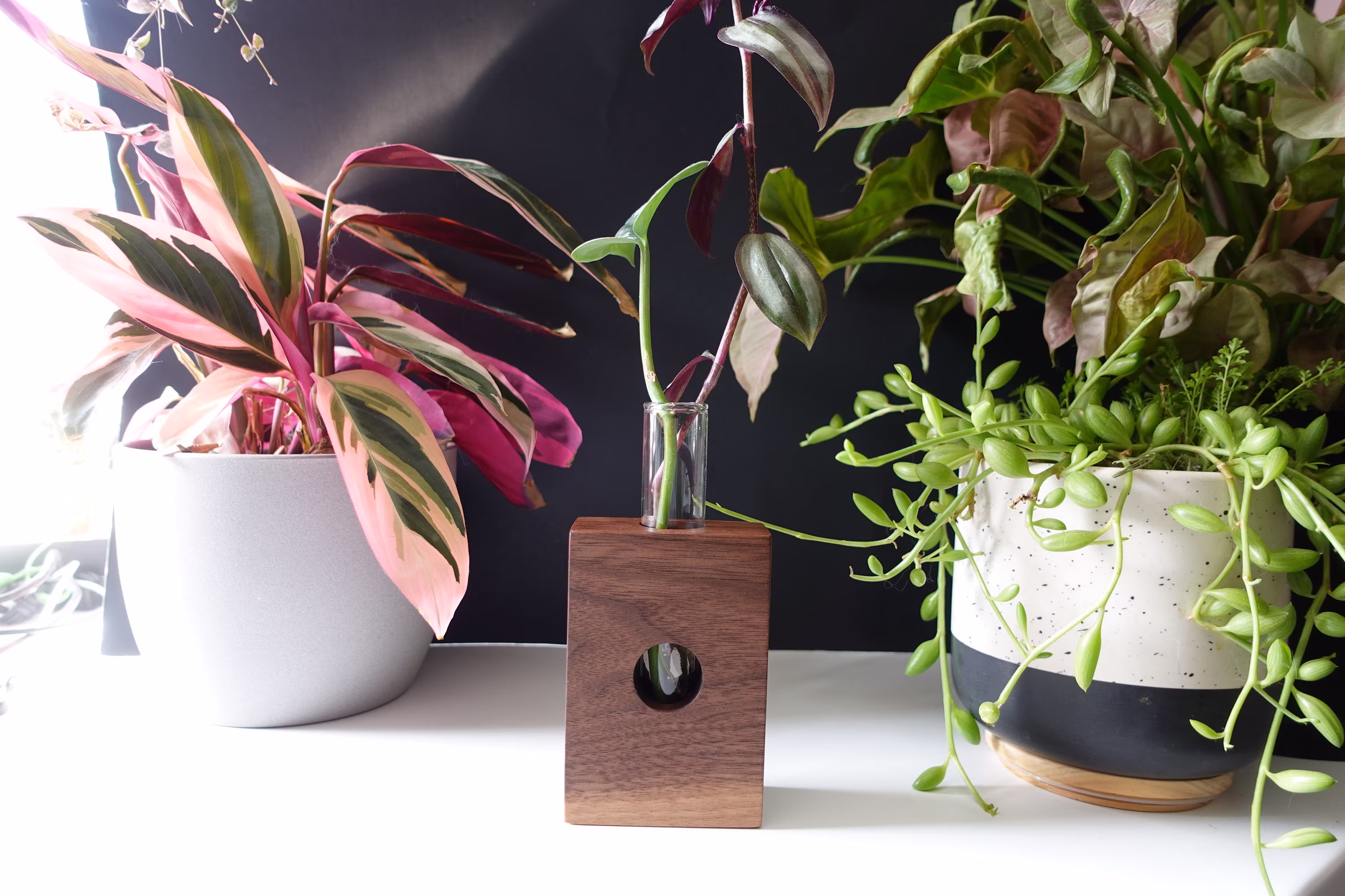 1 Vase Walnut Propagation Station/Shot Glass Server-Handmade With Peek-A-Boo Window