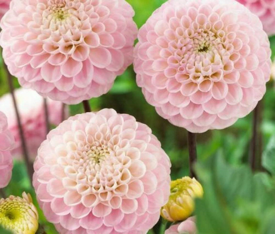 Dahlia Pompon Vanilla 60 Seeds