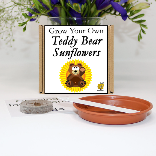 Grow Your Own Teddy Bear Sunflower Plant Kit. Unusual, Gardening Gift, Birthday, Kids, Children, Him, Her, Seeds, Teacher Gift