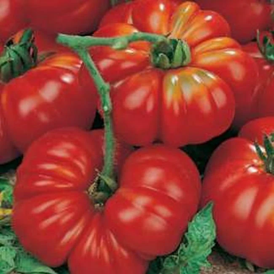 Vegetable - Tomato Marmande Superprecoce 90 Premium Quality Seeds