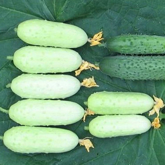 Cucumber Squirrel F1 Seeds Self-Pollinating Non Gmo For Planting | 204668