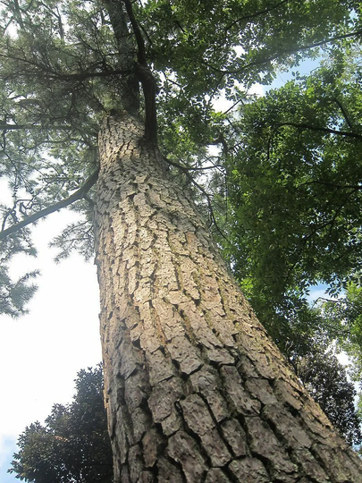 10 X Pinus Thunbergii Seeds. Japanese Black Pine Tree Seeds